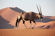 Oryx Antilope
