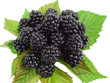 blackberries