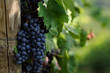 Vineyard