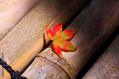 Photo: 光の悪戯 光の悪戯