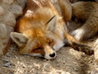 Red fox