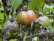 Tomaten mit Pilzbefall