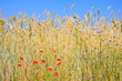 Roggen mit Feldblumen, rye with field flowers