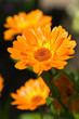 Calendula
