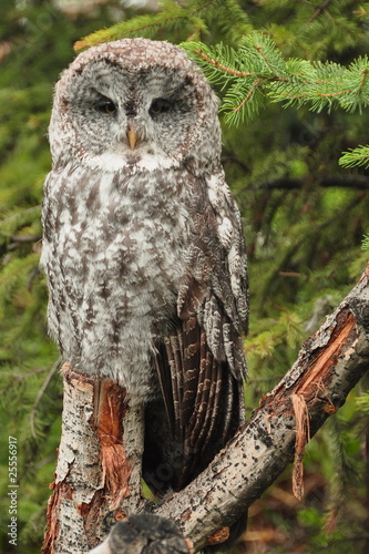 Photo: The Great Grey Owl The Great Grey Owl