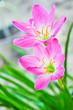 Pink flower