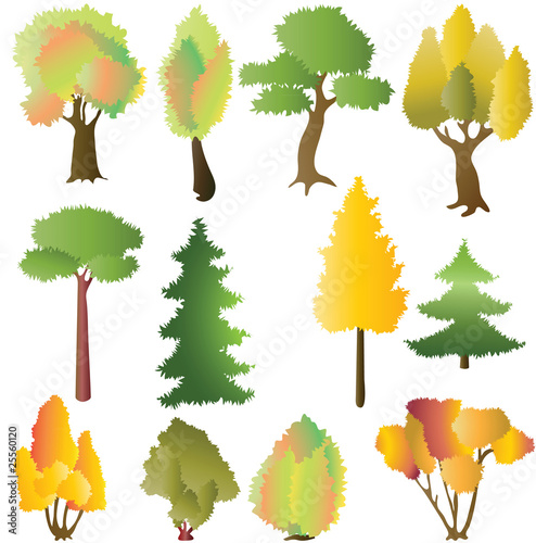 coniferous coniferous forest rainfall