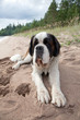 Puppy of a St. Bernard on a sandy beach