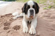 Puppy of a St. Bernard on a sandy beach