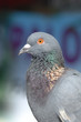 pigeon pigeon