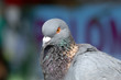 pigeon pigeon