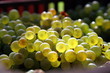 Grappes de raisin Chardonnay Grappes de raisin Chardonnay