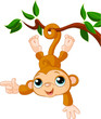 Baby monkey on a tree showing