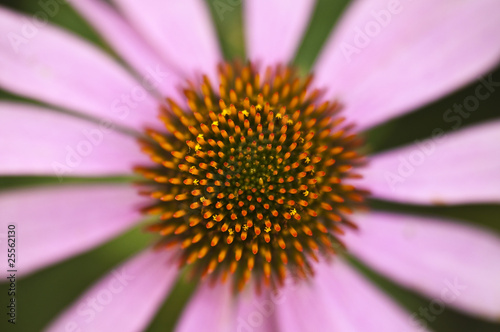 Echinacea purpurea