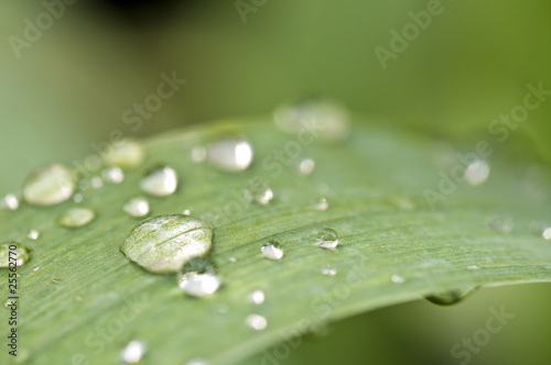 Gouttes de pluie sur une feuille Gouttes de pluie sur une feuille