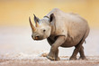 Black Rhinoceros
