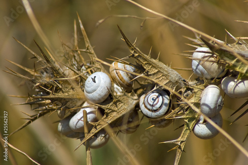 Foto: Snails Spain Snails Spain