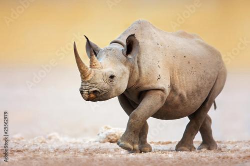 Photo: Black Rhinoceros Black Rhinoceros