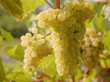 Uva Chardonnay