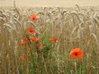 Kornblumen (Mohnblumen)