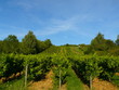 vignoble