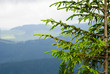 Pine tree