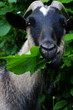 Hungry Goat