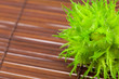 hazelnuts on a bamboo mat hazelnuts on a bamboo mat