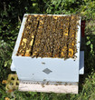 Population d'abeilles dans la ruche Population d'abeilles dans la ruche