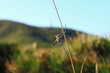 Araña