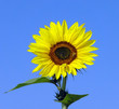 Sonnenblume mit Biene