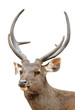 sambar deer
