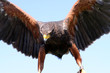 Harris Hawk