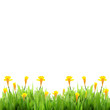 Spring grass with daffodils Spring grass with daffodils