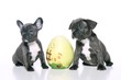 Zwei French Bullies mit Osterei
