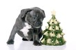Hund neben einem Weihnachtsbaum