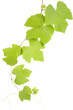 grape leaves grape leaves