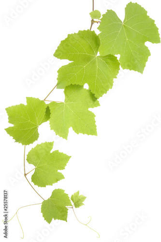 Foto: grape leaves grape leaves