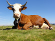 Vache abondance couchée