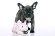 Französische Bulldogge Welpe mit Glücksschwein