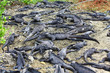 Marine Iguanas