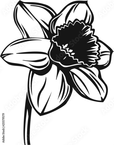vector daffodil