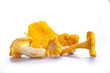 Isolated yellow chanterelle