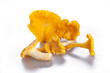 Isolated yellow chanterelle