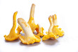 Isolated yellow chanterelle