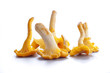 Isolated yellow chanterelle
