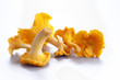Isolated yellow chanterelle