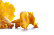 Isolated yellow chanterelle