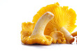 Isolated yellow chanterelle
