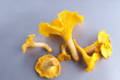 Isolated yellow chanterelle